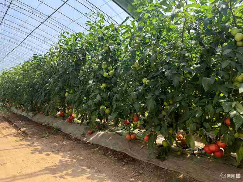 土壤修复筑基;轮作优化提质;绿色防控护航——西安农业绿色转型路径探析。 新闻